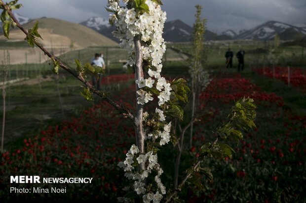مزرعه لاله در روستای «اسپره خون» تبریز