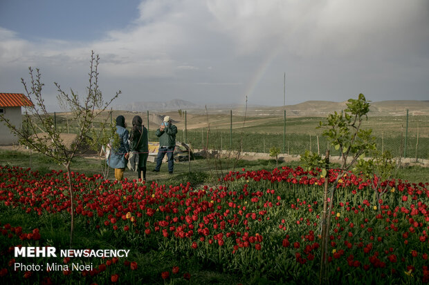 Tulip farm in village around Tabriz