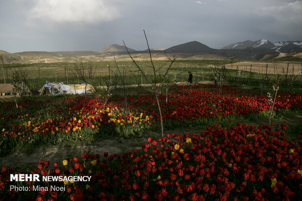 مزرعه لاله در روستای «اسپره خون» تبریز