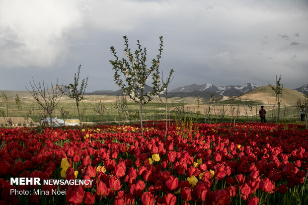 مزرعه لاله در روستای «اسپره خون» تبریز