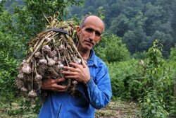 İran'daki sarımsak hasadından fotoğraflar