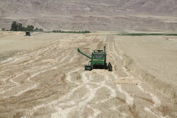 کاهش ۵۰ درصدی تولید گندم در جاجرم به علت خشکسالی