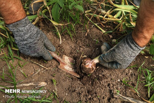 Harvesting garlic in Mazandaran prov.