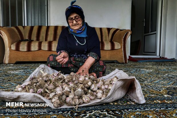 İran'daki sarımsak hasadından fotoğraflar