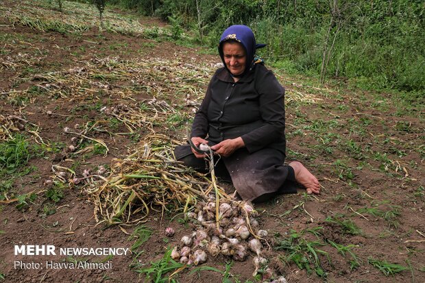 Harvesting garlic in Mazandaran prov.