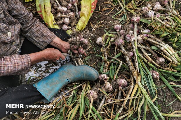 Harvesting garlic in Mazandaran prov.