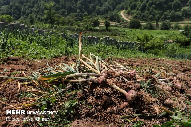 Harvesting garlic in Mazandaran prov.