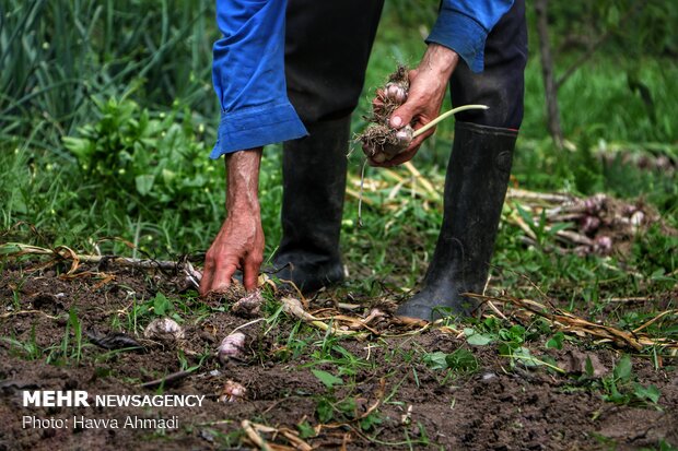 Harvesting garlic in Mazandaran prov.