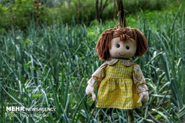 Harvesting garlic in Mazandaran prov.