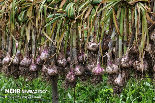 Harvesting garlic in Mazandaran prov.