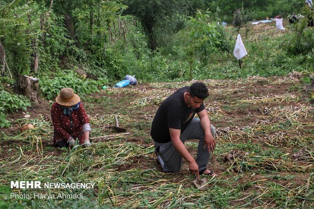 Harvesting garlic in Mazandaran prov.