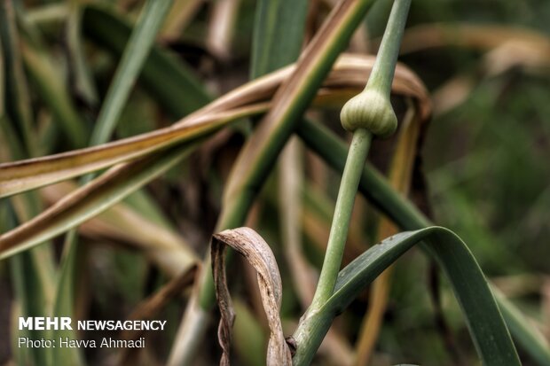 Harvesting garlic in Mazandaran prov.