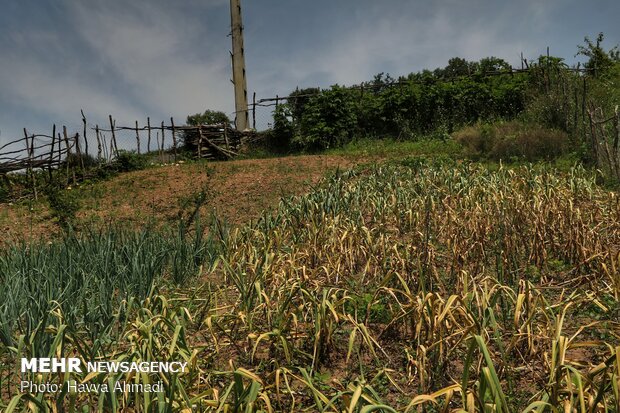 Harvesting garlic in Mazandaran prov.