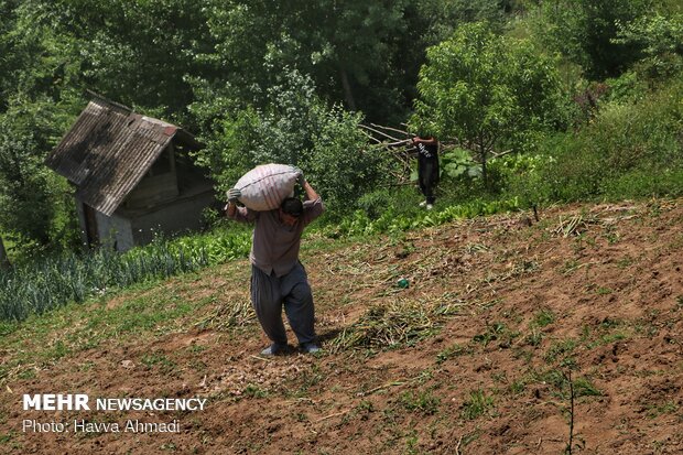 Harvesting garlic in Mazandaran prov.