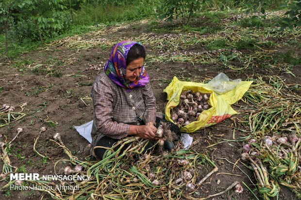 Harvesting garlic in Mazandaran prov.