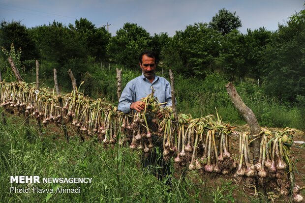İran'daki sarımsak hasadından fotoğraflar
