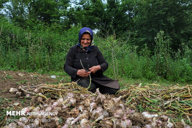 Harvesting garlic in Mazandaran prov.