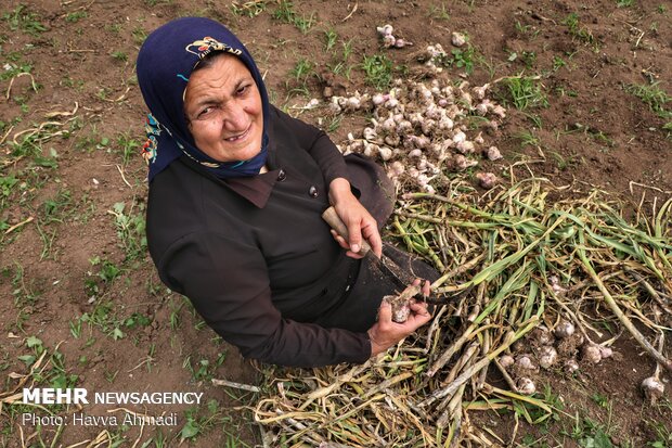 Harvesting garlic in Mazandaran prov.