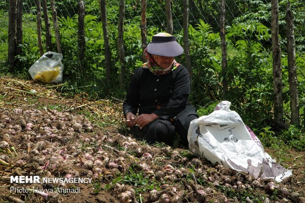 Harvesting garlic in Mazandaran prov.