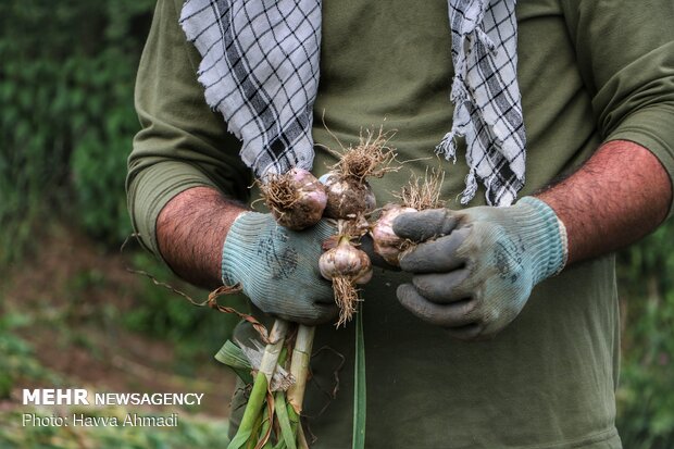 Harvesting garlic in Mazandaran prov.