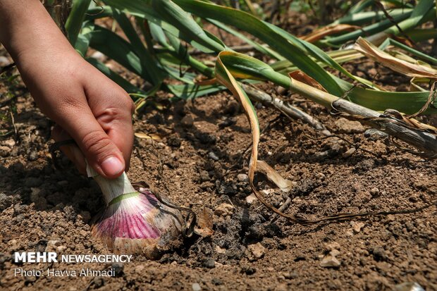 پیش بینی برداشت بیش از۵ هزار تن سیراز مزارع آذربایجان غربی
