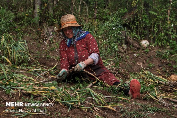 Harvesting garlic in Mazandaran prov.