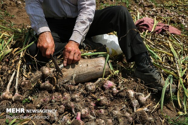 Harvesting garlic in Mazandaran prov.