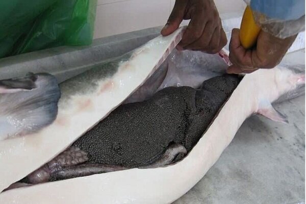 استحصال ۲۰۰ کیلوگرم خاویار از مزرعه استهبان  استحصال ۲۰۰ کیلوگرم خاویار از مزرعه استهبان