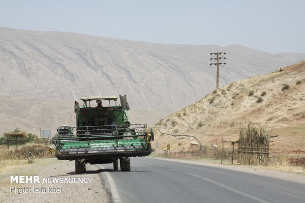 برداشت گندم در استان ایلام