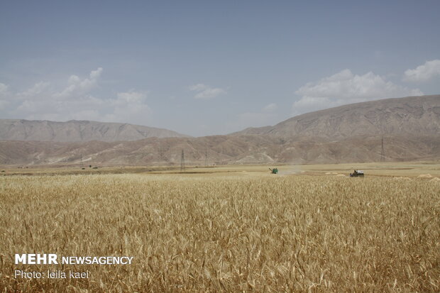 برداشت ۶۵ هزار تن گندم از مزارع سنقر و کلیایی پیش بینی می شود