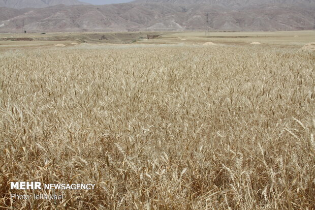 برداشت گندم در استان ایلام