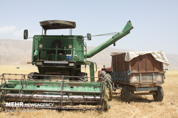 ۴۰ هزار تن گندم در شهرستان دهلران برداشت شد