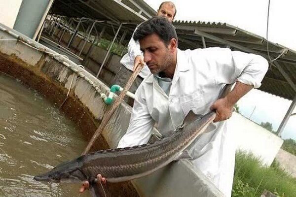 احداث مجتمع پرورش ماهیان خاویاری در علی آباد کتول