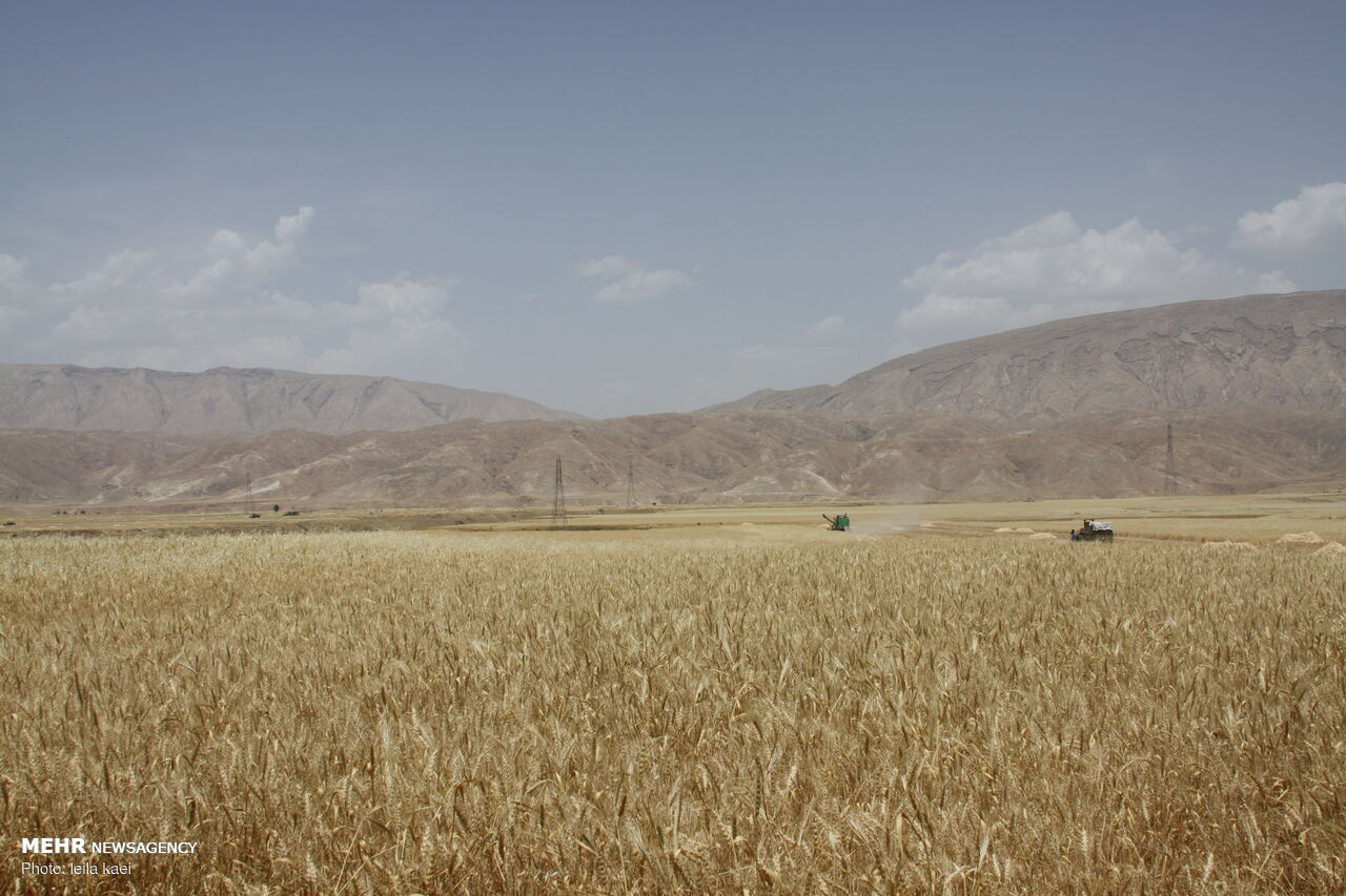 برداشت ۶۵ هزار تن گندم از مزارع سنقر و کلیایی پیش بینی می شود