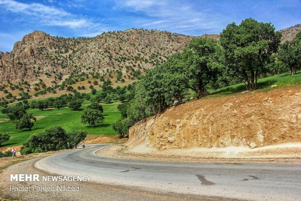 Oak trees on Zagros with breathtaking views in SW Iran 