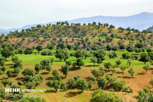 Oak trees on Zagros with breathtaking views in SW Iran 