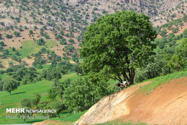 Oak trees on Zagros with breathtaking views in SW Iran 