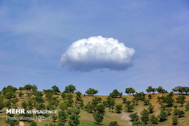 Oak trees on Zagros with breathtaking views in SW Iran 