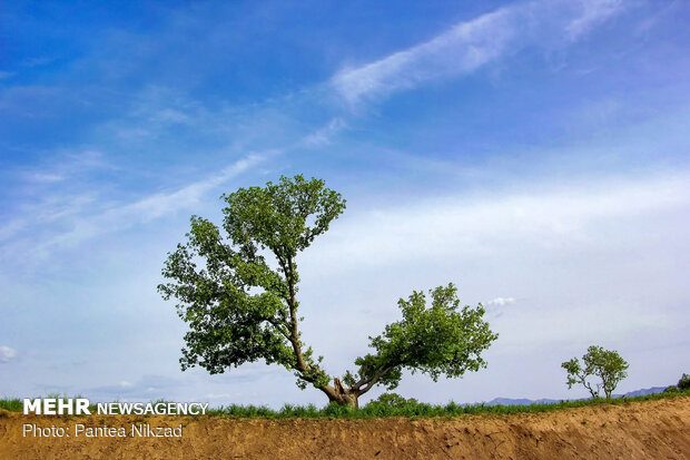 Oak trees on Zagros with breathtaking views in SW Iran 