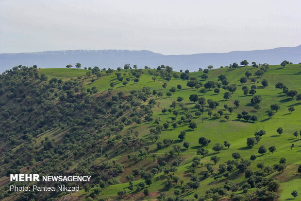 Oak trees on Zagros with breathtaking views in SW Iran 