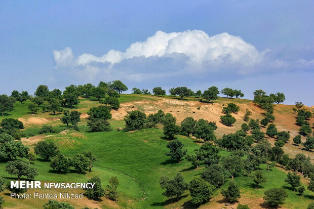 Oak trees on Zagros with breathtaking views in SW Iran 