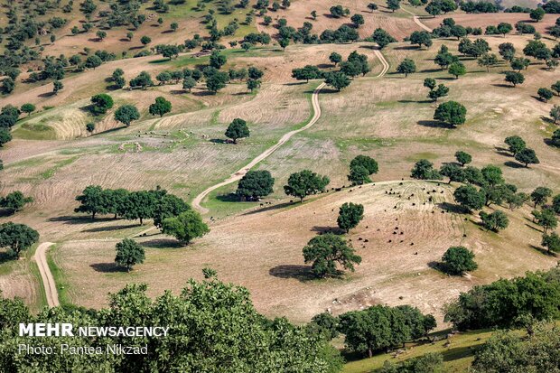 Oak trees on Zagros with breathtaking views in SW Iran 