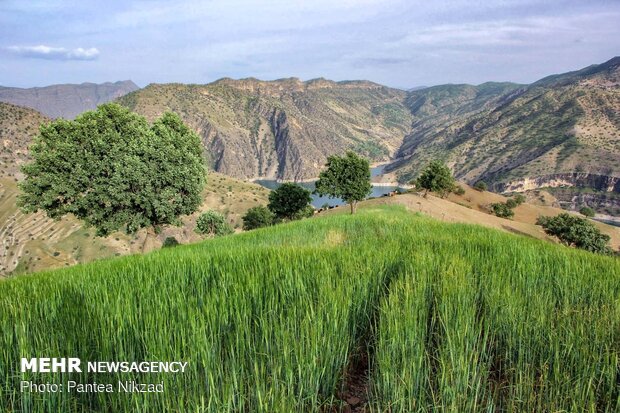 Oak trees on Zagros with breathtaking views in SW Iran 