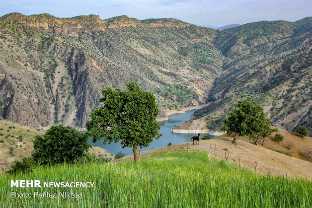 Oak trees on Zagros with breathtaking views in SW Iran 