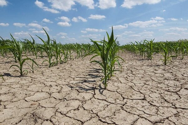 خشک‌سالی به ۳۲۷ هزار هکتار زمین کشاورزی خوزستان خسارت زد