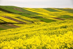 حدود ۲۰۰ میلیارد ریال از مطالبات کشاورزان خوزستانی پرداخت نشد