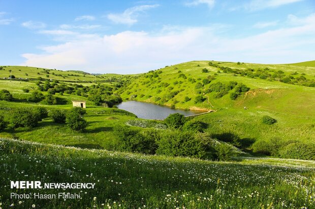 رخ نمایی بابونه های فندقلو در واپسین روزهای اردیبهشت