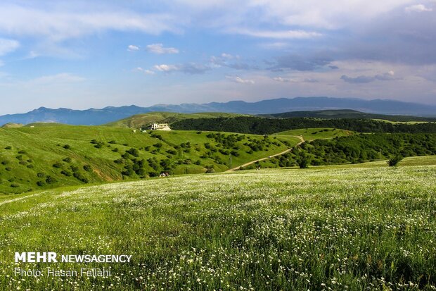 رخ نمایی بابونه های فندقلو در واپسین روزهای اردیبهشت