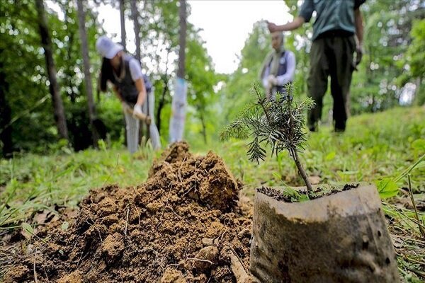 Ethiopia to plant 6bn trees as part of nationwide campaign