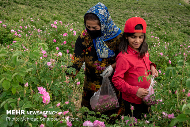 Harvesting damask rose in Chaharmahal and Bakhtiari 